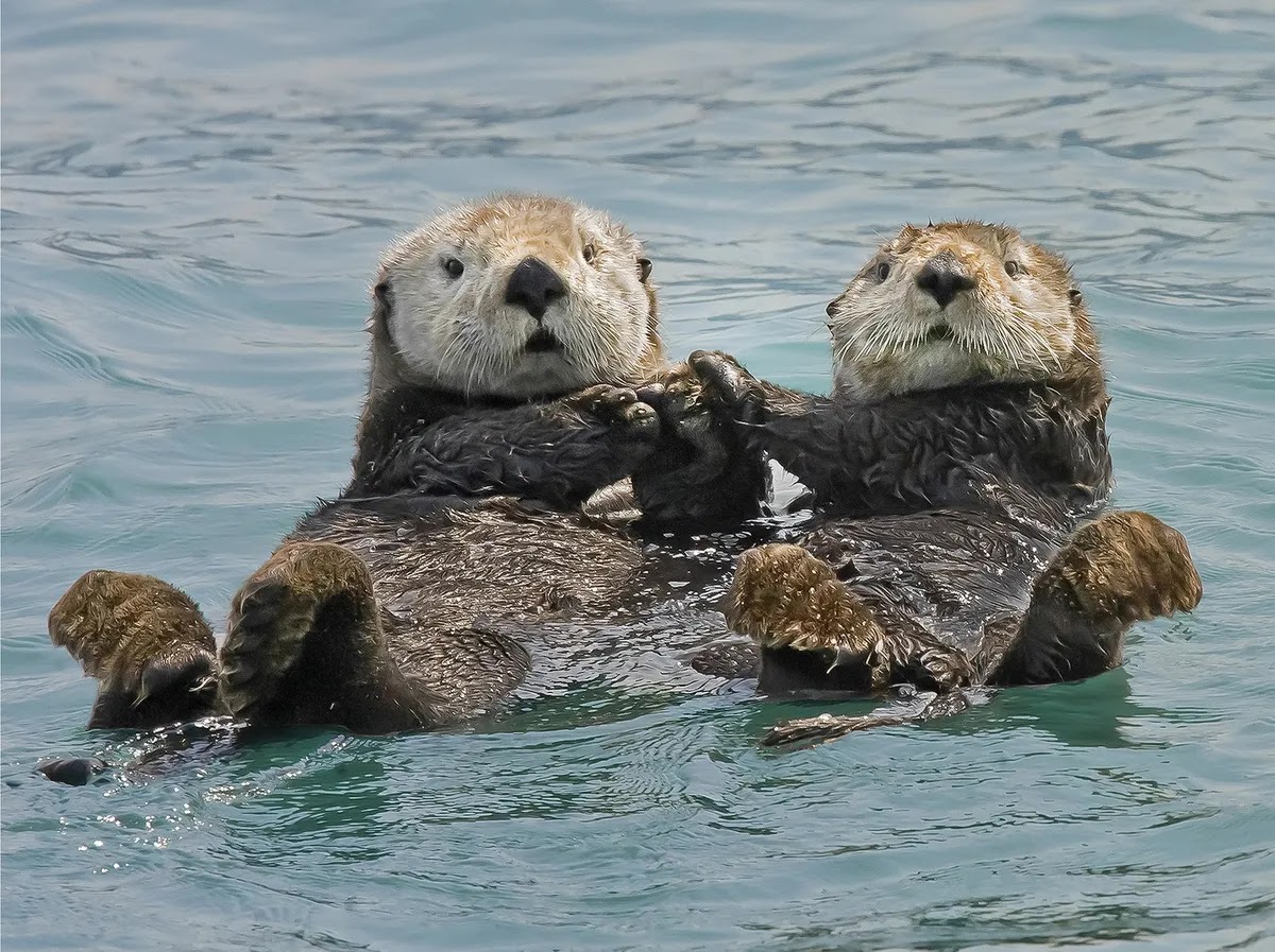 two Sea Otters